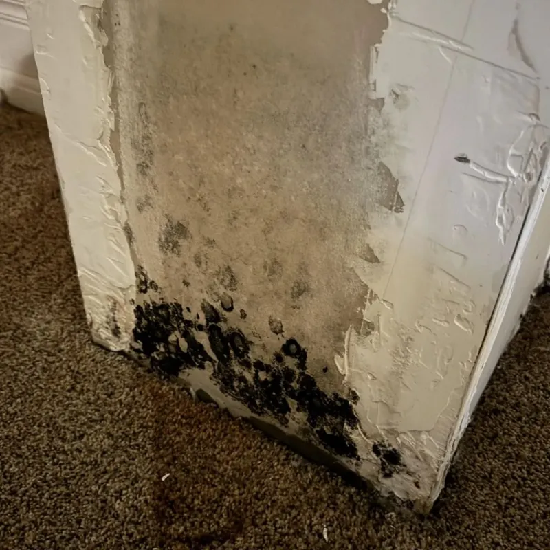 Professional Mold Removal in Hope Valley, RI
